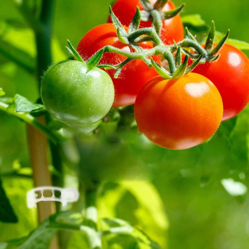 Plant Binder™ Halteklammern für Pflanzen